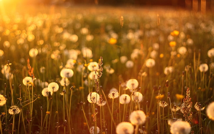 Sunset Dandelions Field, white dandelion flowers in selective focus photography, HD wallpaper