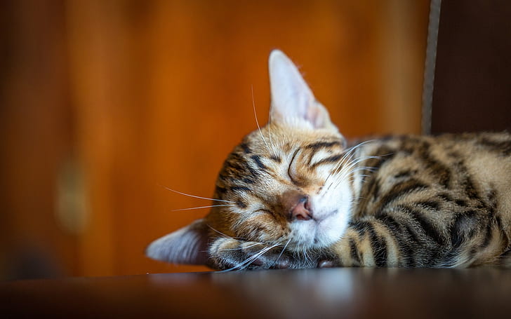 Cute kitty sleeping, mustache, HD wallpaper