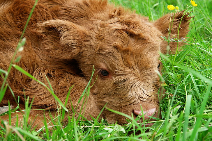 beef, calf, cow, cute, highland beef, highland cattle, nature