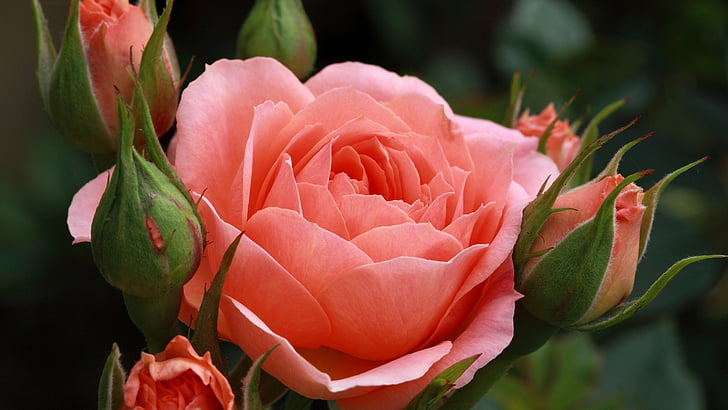 rose, bud, pink, flower, plant, blossom, floral, petal, shrub, HD wallpaper