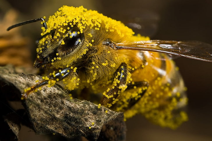 bees, pollen, invertebrate, insect, close-up, one animal, animal themes