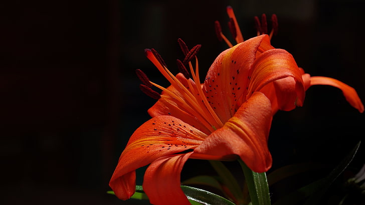 red flower, photography, flowers, lilies, flowering plant, petal