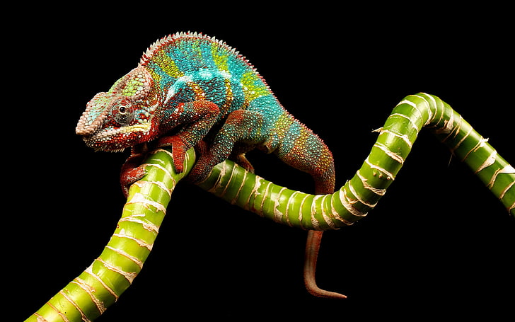 Wallpaper Reptile Chameleon Color Twig 3840×2400, animal themes