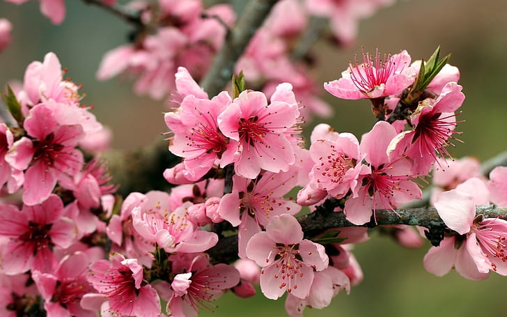 Spring, apple tree, pink flowers blossoms, pink flowers