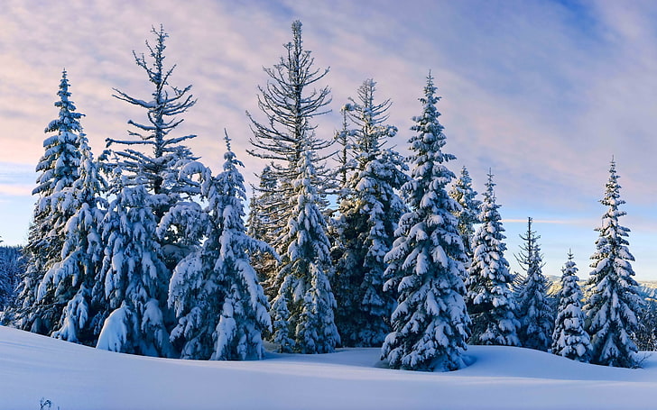 green tree lot, landscape, trees, snow, winter, cold temperature, HD wallpaper
