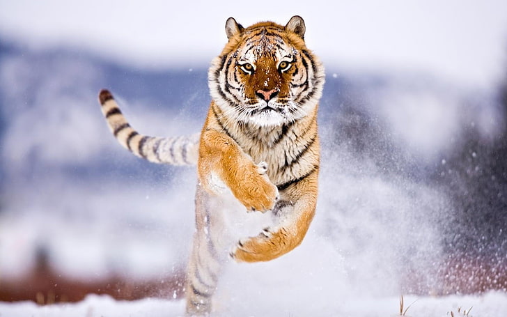 running, siberian, tiger, HD wallpaper