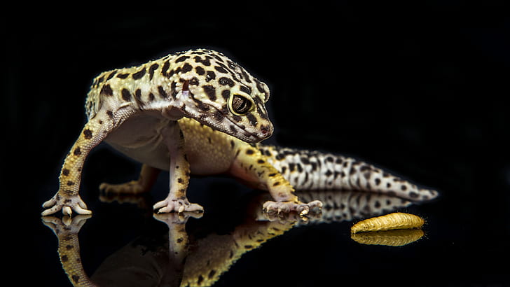 leopard gecko, HD wallpaper