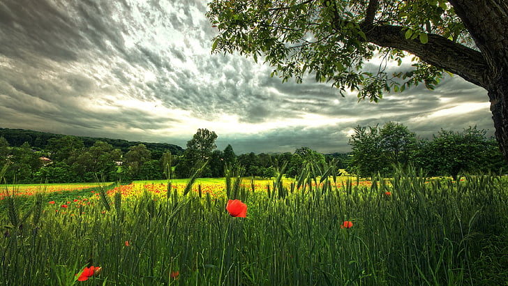 wheat, field, poppies, poppy, wheat field, sky, tree, clouds