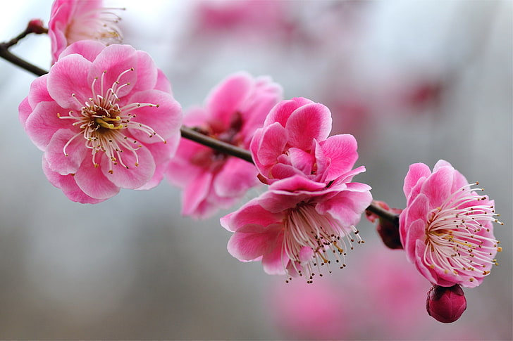 pink cherry blossom flowers, macro, sprig, tree, bright, focus, HD wallpaper