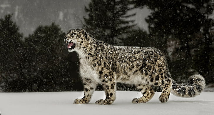 HD wallpaper: Snow leopard, Animal
