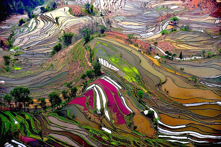 terraced field, rice paddy, multi colored, pattern, no people