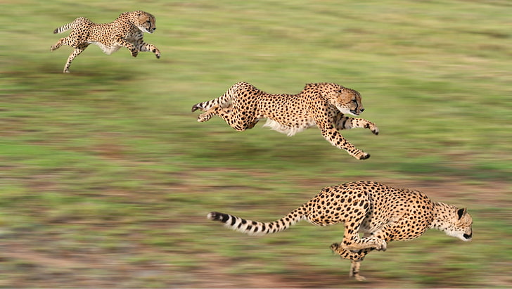 animals, cheetahs, running, motion blur, animal wildlife, big cat, HD wallpaper