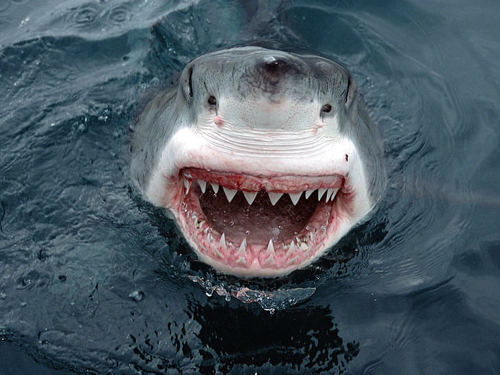 Great White Shark, smiling, fish, animals, HD wallpaper