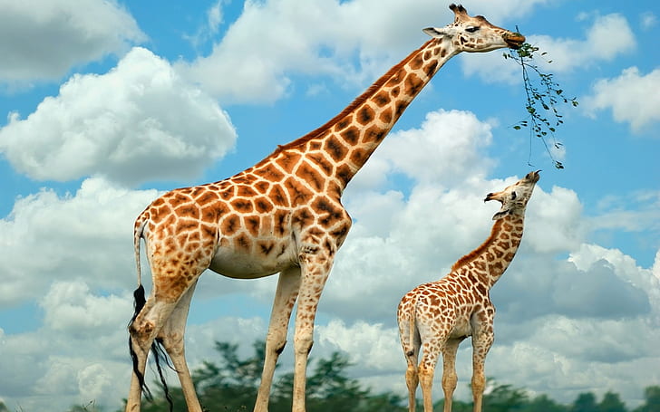 Happy Giraffe Family, two giraffes, HD wallpaper
