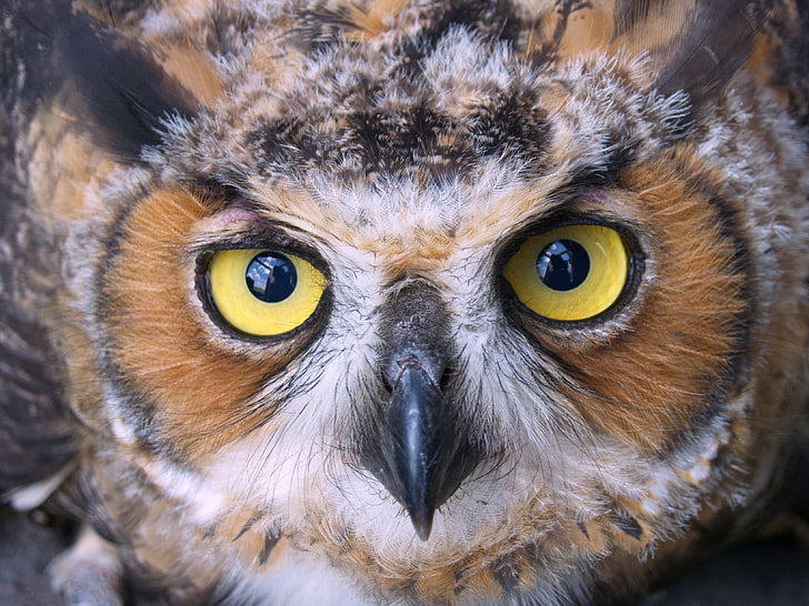 brown, white, and black owl, face, beak, bird, predator, animal
