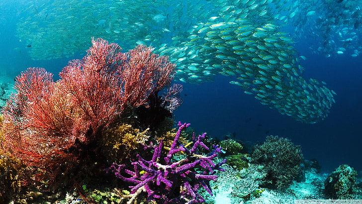 Tropical Fish, Coral Ocean Bottom Hd Wallpapers, underwater, undersea
