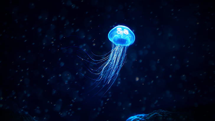 Fishes, Jellyfish, Blue, Glowing Jellyfish, HD wallpaper