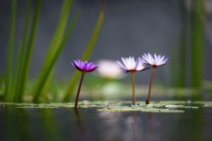 white and purple Lotus Flower selective photography, lotus flowers, lotus flowers, HD wallpaper