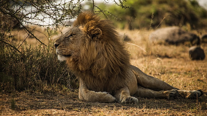 grass, africa, male, tanzania, serengeti national park, whiskers