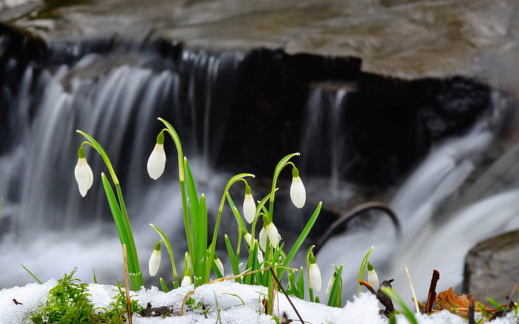 Snowdrop flowers, snow, waterfall, HD wallpaper