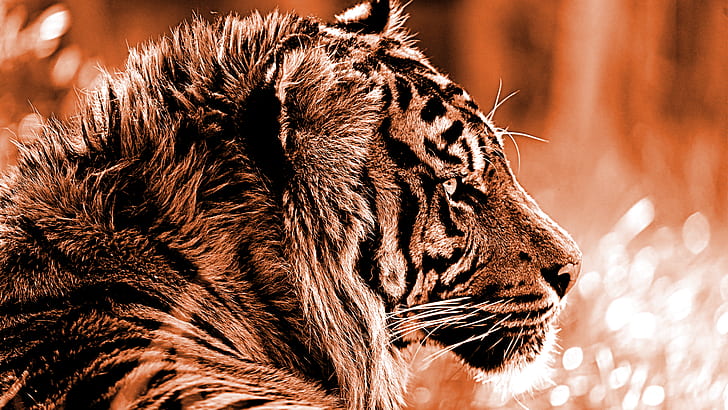 tiger, wildlife, animals, HD wallpaper