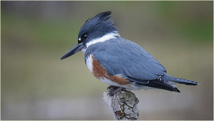 blue humming bird on tree branch, belted kingfisher, belted kingfisher
