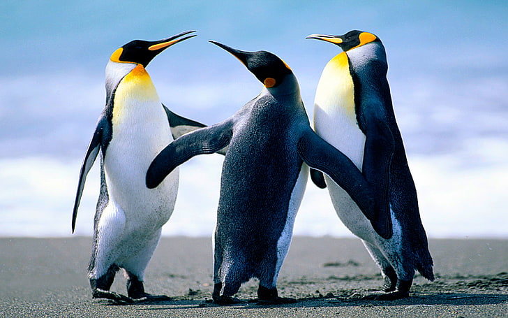 Emperor Penguins Sunbathing On The Sandy Beach Desktop Wallpapers Hd 3840×2400
