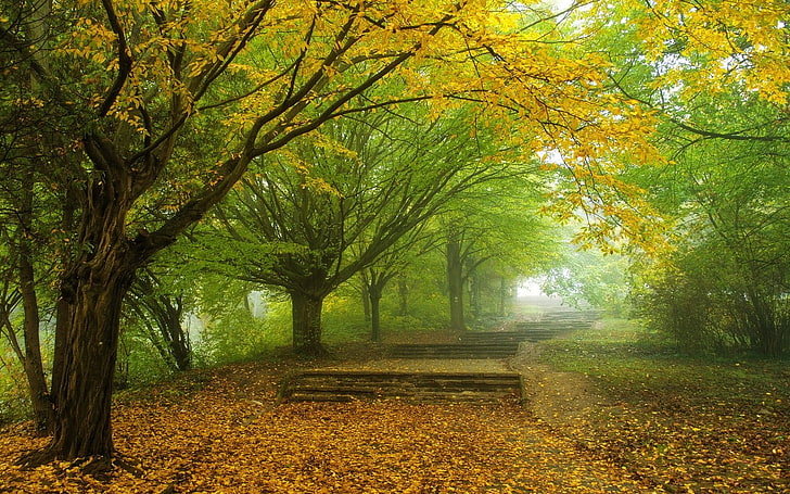 yellow leaf tree wallpaper, nature, landscape, mist, morning, HD wallpaper