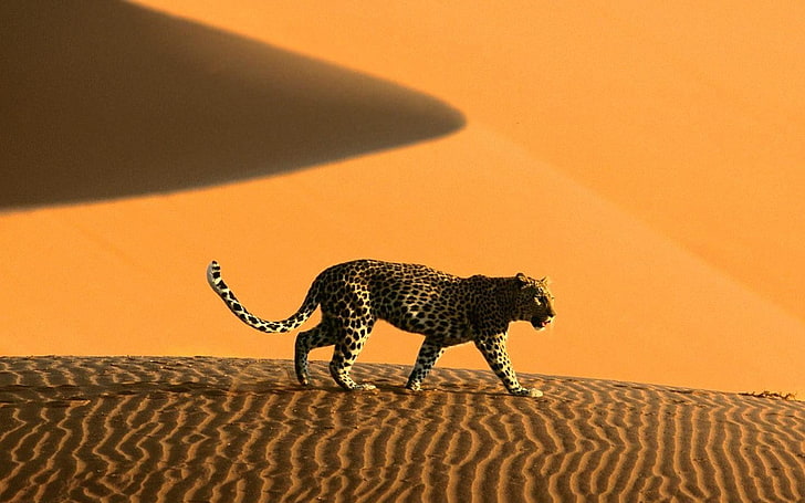 Namibia, sand, dune, leopard, animals, leopard (animal), desert, HD wallpaper