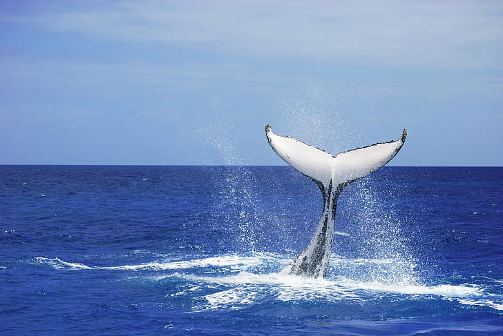 whale tail, humpback, platypus, humpback, whale, platypus, Southern Humpback Whale