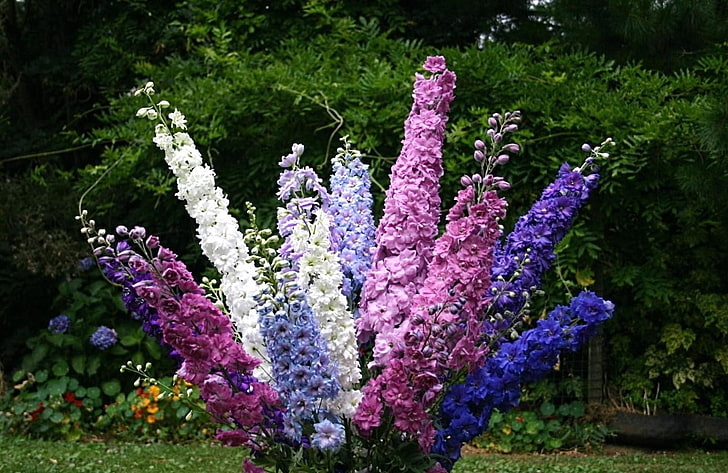 Delphinium, Flowers, Different, Colorful, Flowerbed, flowering plant