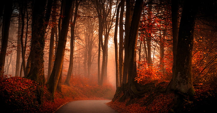 crimson red forest, Autumn, Pathway, HD, 5K, HD wallpaper