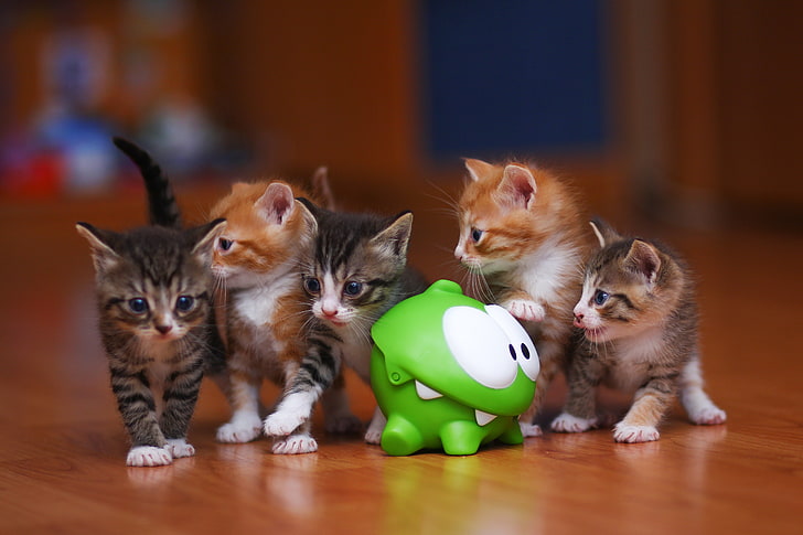 five assorted-color kittens, om nom, toy, domestic Cat, pets, HD wallpaper