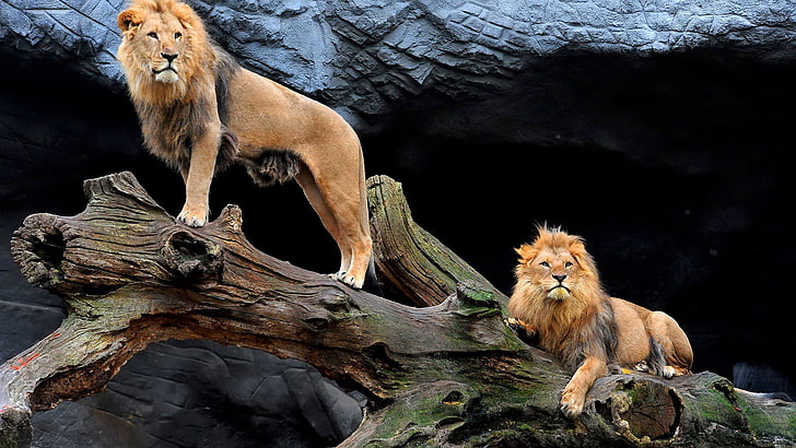 lion, big cat, feline, predator, animal, carnivore, wildlife, HD wallpaper