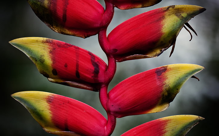 Heliconia Pendula Inflorescence, yellow and red leafed plant, HD wallpaper