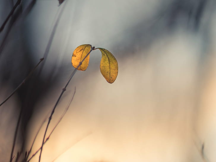 shallow focus photography of yellow leaves, In the evening, evening light, HD wallpaper