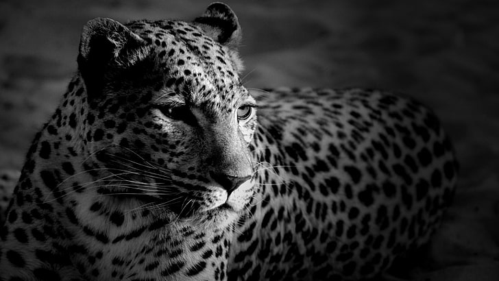 leopard, monochrome, big cat, black and white, photography, HD wallpaper