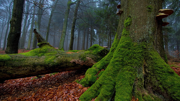 green tree trunk on brown surface, forest, nature, moss, leaves