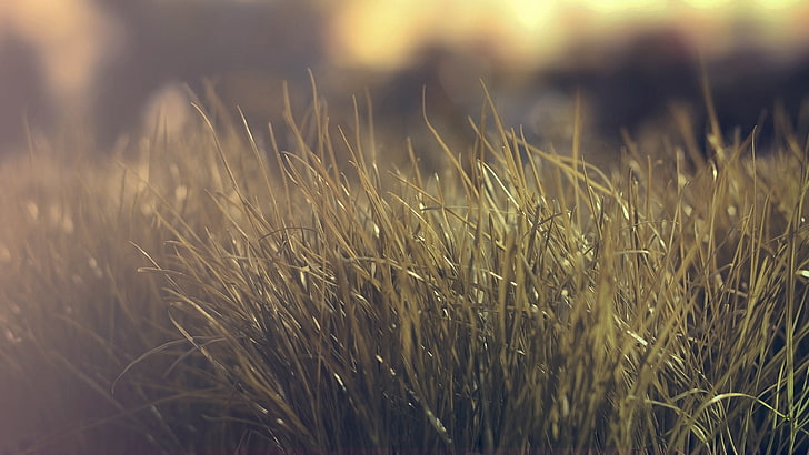 green grass field, photography, nature, plants, depth of field, HD wallpaper
