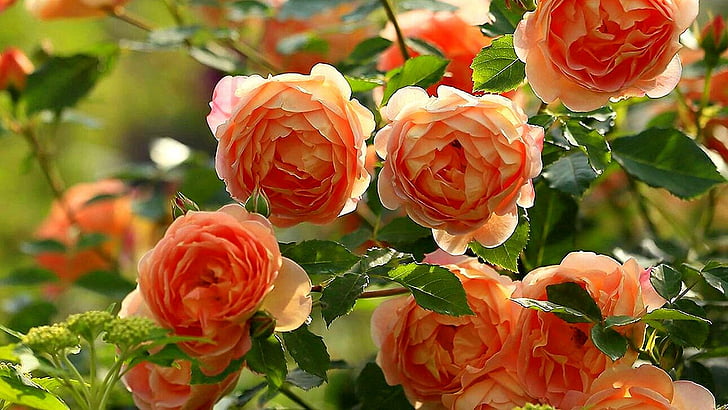 rose, flower, rose family, garden roses, plant, floristry, HD wallpaper