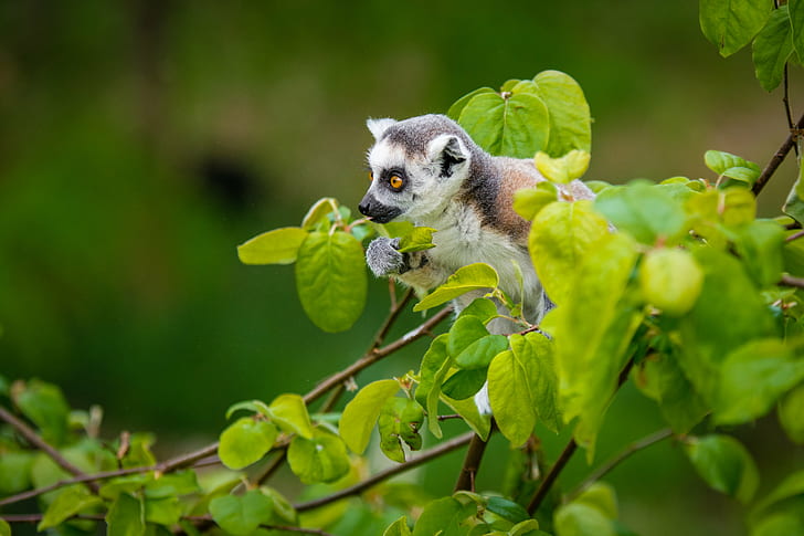 white and brown Sugar Glider on green tree, ring-tailed lemur, ring-tailed lemur, HD wallpaper