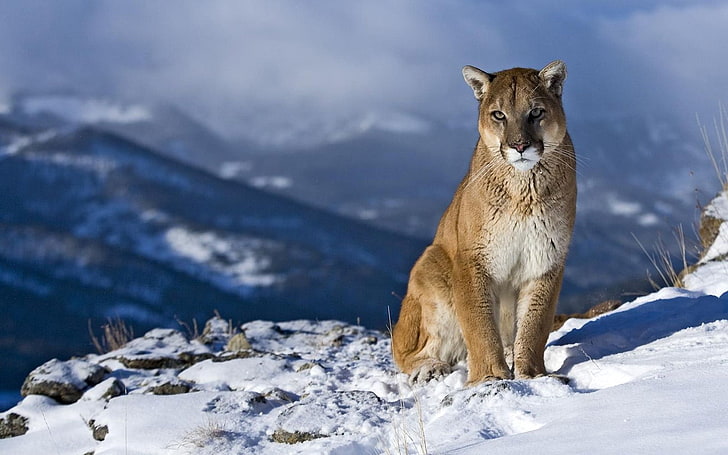 brown puma, cougar, snow, mountain, sit, pretty, nature, wildlife