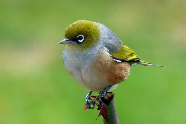 photo of small green bird, silvereye, silvereye, Waxeye, NZ, Public domain