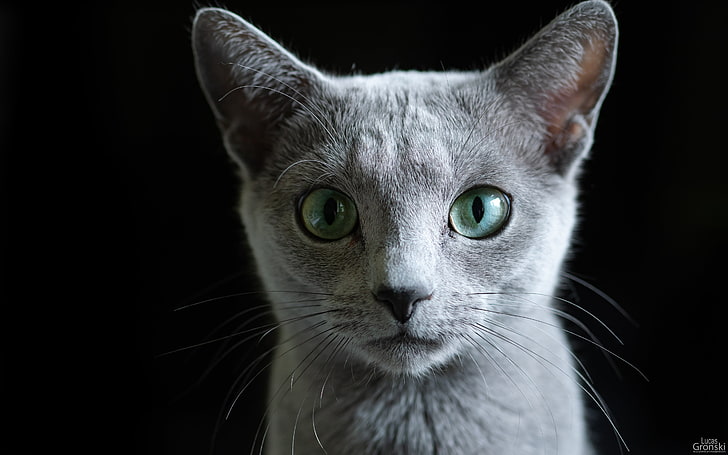 cat eyes, dark, Russian Blue, animal ears, cat ears, animals, HD wallpaper