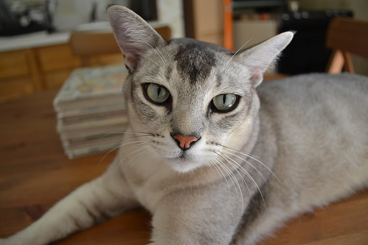short-fur gray cat, burmilla, eyes, color, breed, pets, domestic Cat, HD wallpaper