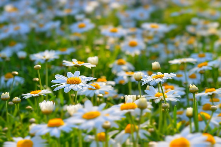 Summer flowers meadow, daisy field, Nature, daisies, HD wallpaper