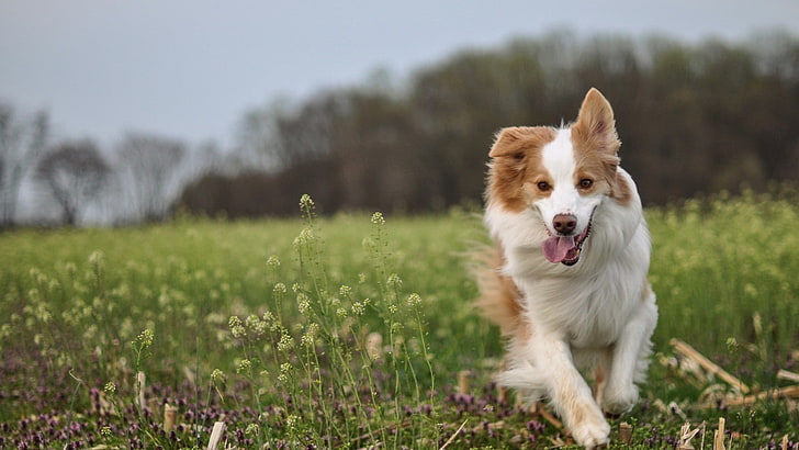 dog, animals, running, field, one animal, domestic, canine, HD wallpaper