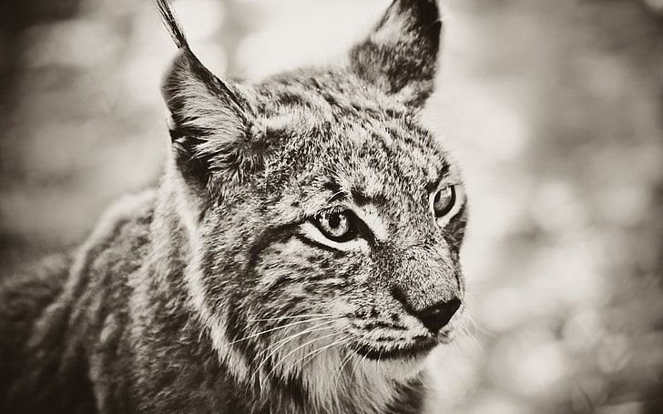lynx, animals, sepia, big cats, closeup, nature, wildlife, wild cat, HD wallpaper