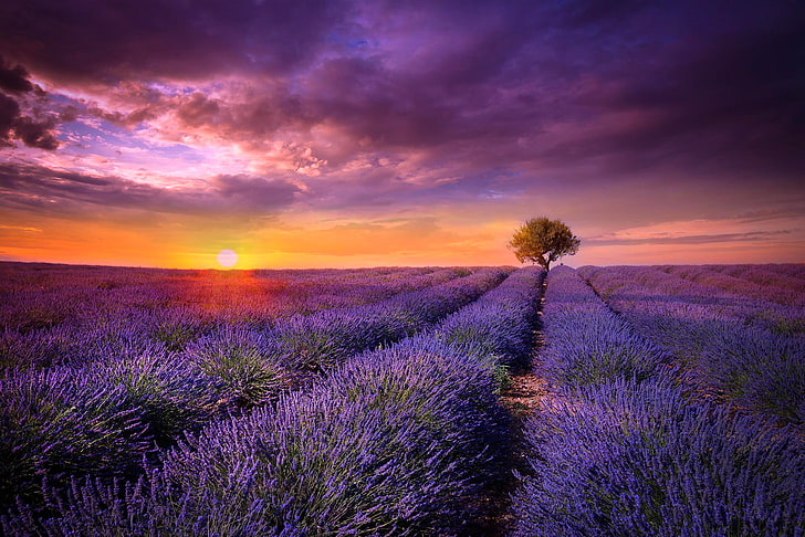 purple petaled flowers, field, the sun, sunset, tree, France