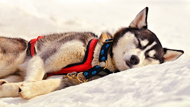 adult white and gray Siberian husky, sleep, dog, snow, winter